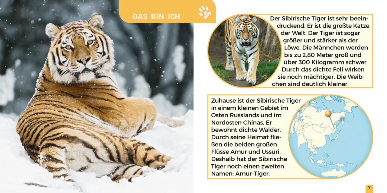 Der Kleine Zoo-Entdecker. Sibirischer Tiger | KIKO Verlag